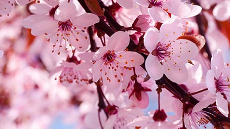 Cherry Blossoms free download desktop theme Windows 10