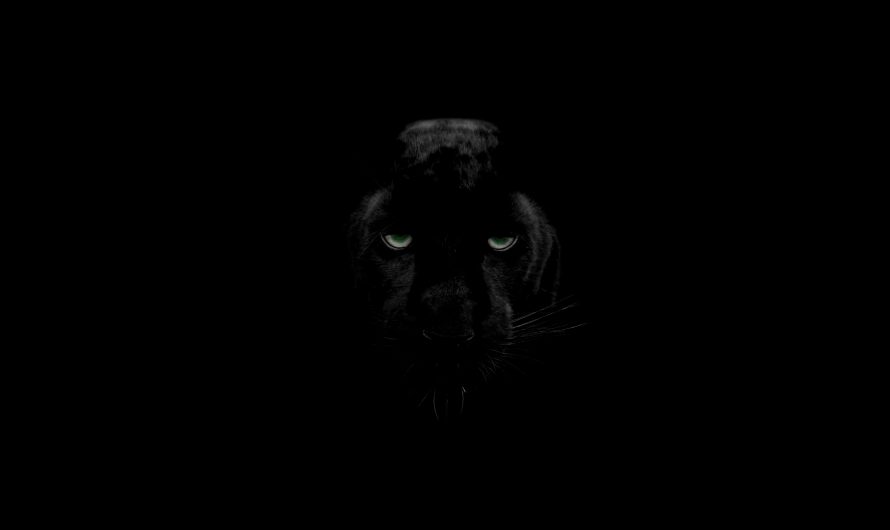 Black Panther (Puma)