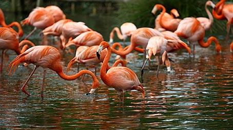 Frolicsome Flamingos