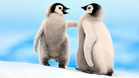 Happy Penguins
