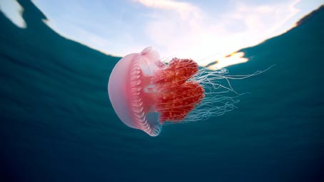 Jazzy Jellyfish