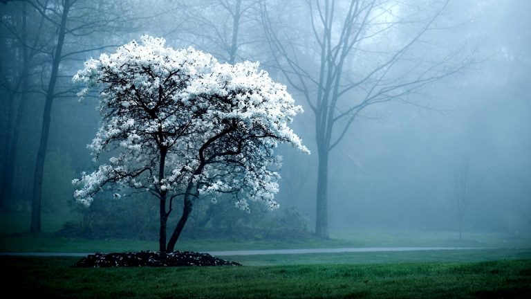 Spring
