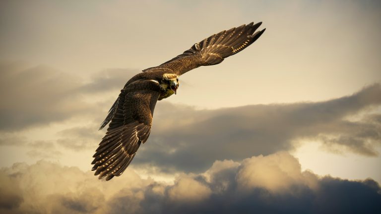 Eagle 4K