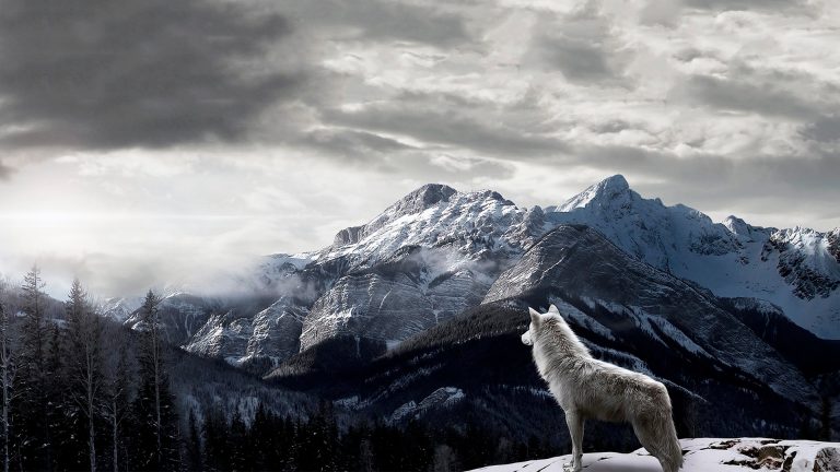 Wolf