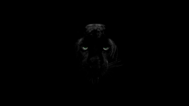 Black Panther (Puma)