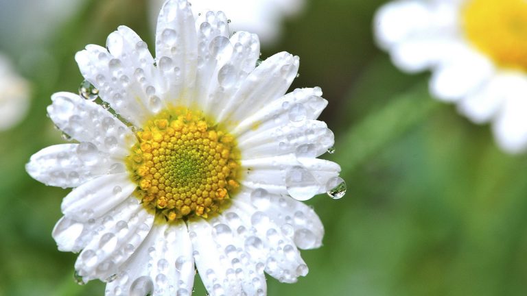 Daisy Flowers Theme for Windows 10 / 11