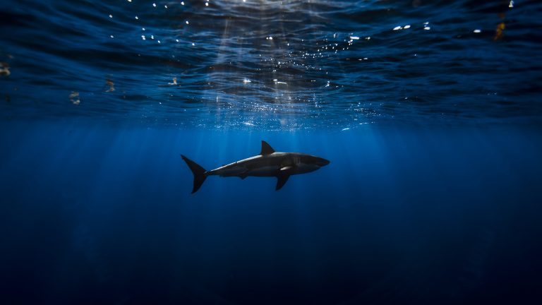 Shark