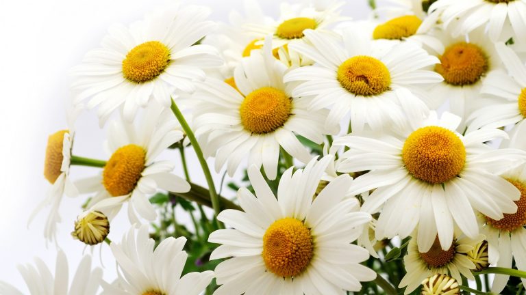 Daisy Flowers